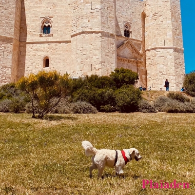 城の前を散歩する犬