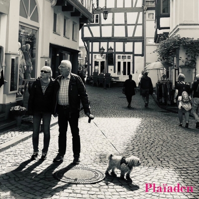 街を散歩する犬と老夫婦