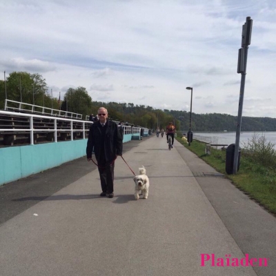 川沿いを散歩する犬と飼い主