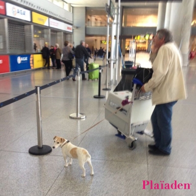空港で飼い主と待つ犬