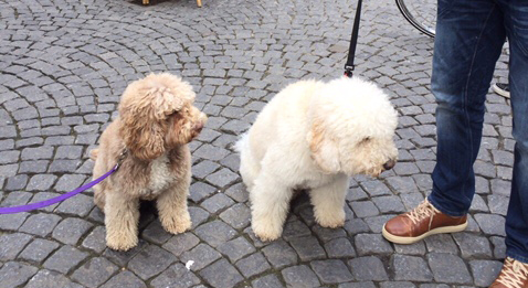 梅雨時期の散歩の好みは犬それぞれ