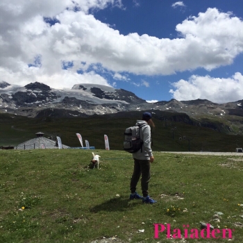 大自然の中で散歩する犬