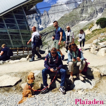 飼い主と一緒に登山中の犬