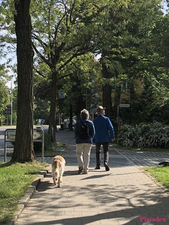 緑豊かな歩道を散歩する夫婦と犬