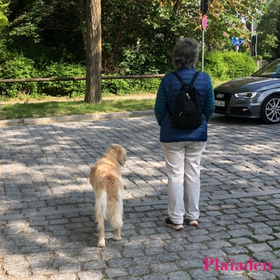 公園を散歩する犬と飼い主