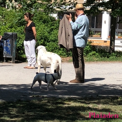 天気の良い日に散歩する犬と人々