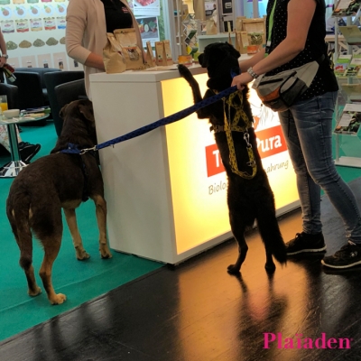 試食のフードに興味津々の犬たち