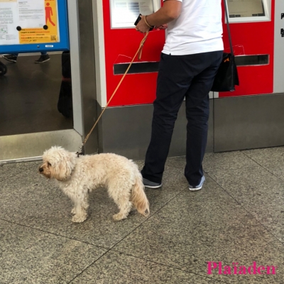 飼い主を待つ犬