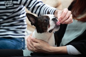 トリーツを食べさせてもらっている犬