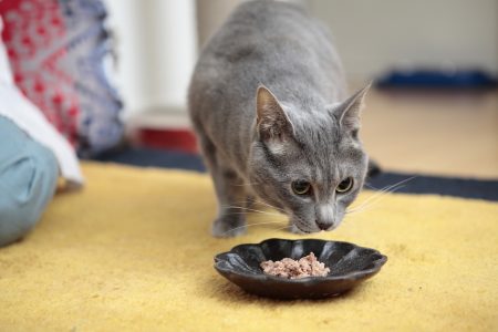 プレイアーデンのウェットフードを食べようとしている猫