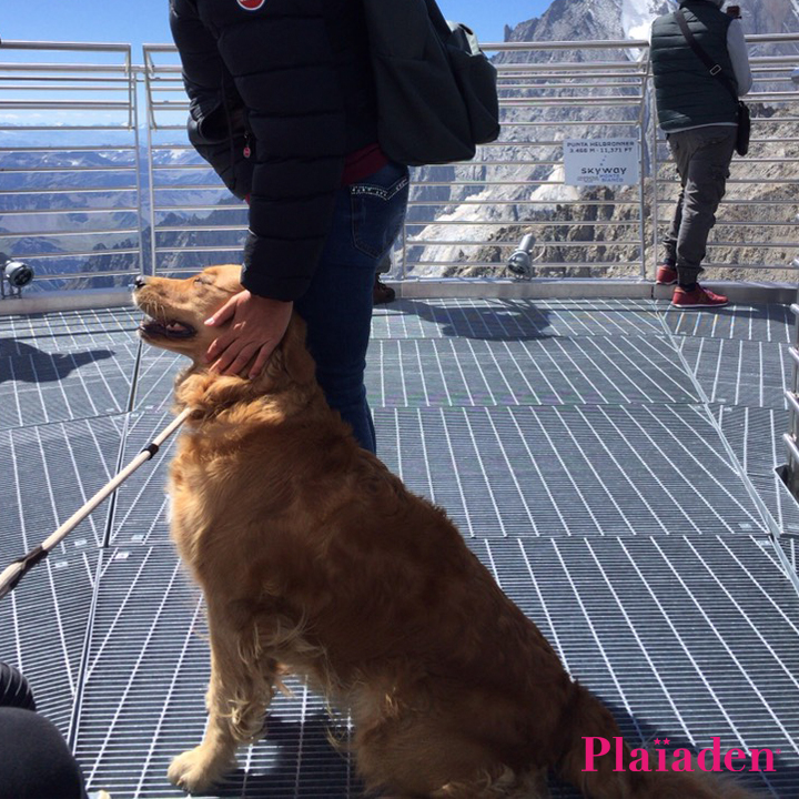 山の景色と犬