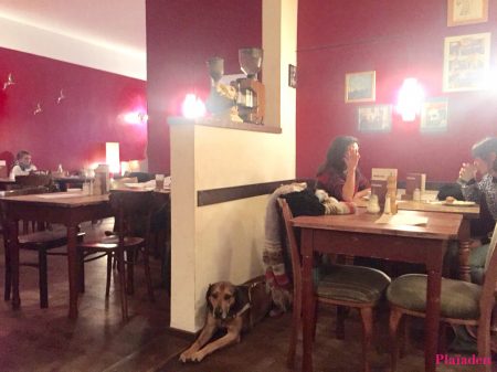 レストランでくつろいでいる大型犬