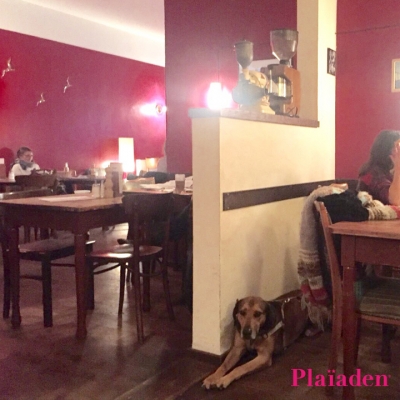 レストランで寛ぐ飼い主と犬
