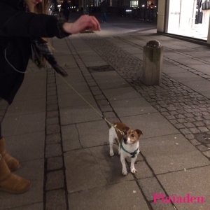 夜に散歩をする犬と飼い主