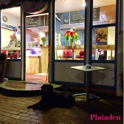 店先で待つ犬