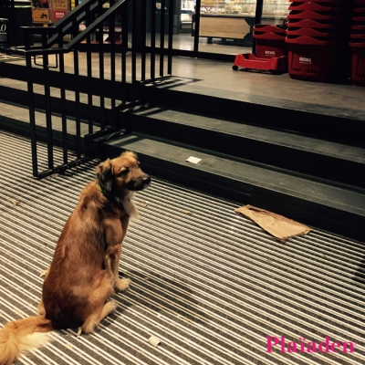 階段の前で待つ犬