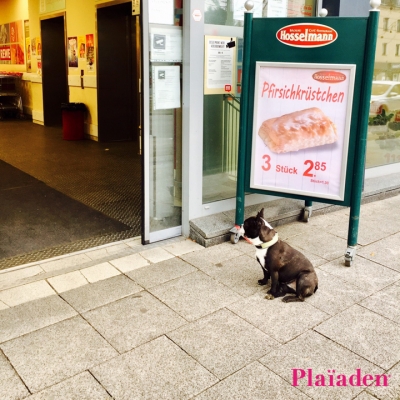 店先で待つ犬