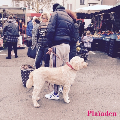 飼い主と市場を散策する犬