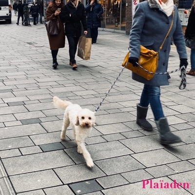 街を散歩する犬と飼い主