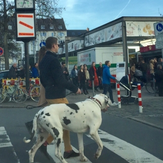 心ときめく春の散歩道を愛犬と歩く