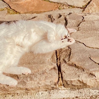 今年もたくさんの幸せを運んでくれた猫