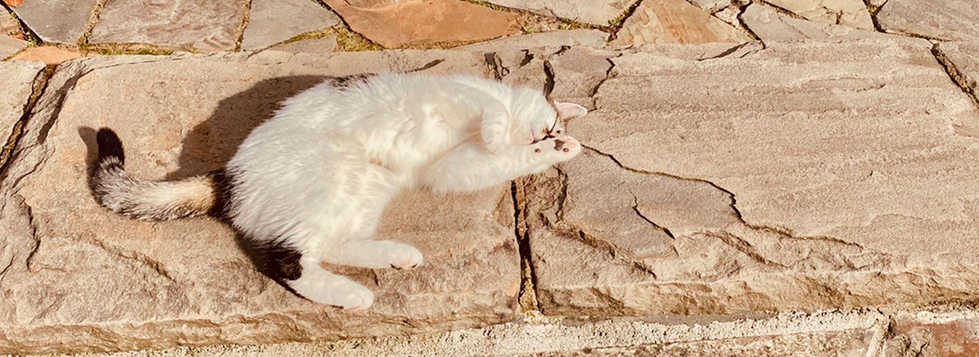 今年もたくさんの幸せを運んでくれた猫