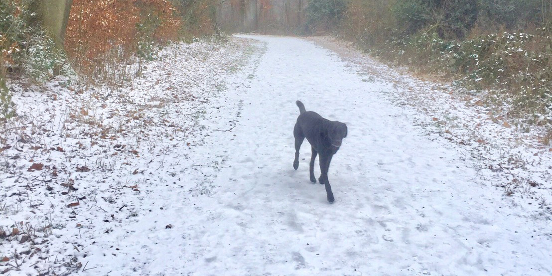 愛犬とともに雪と戯れる朝