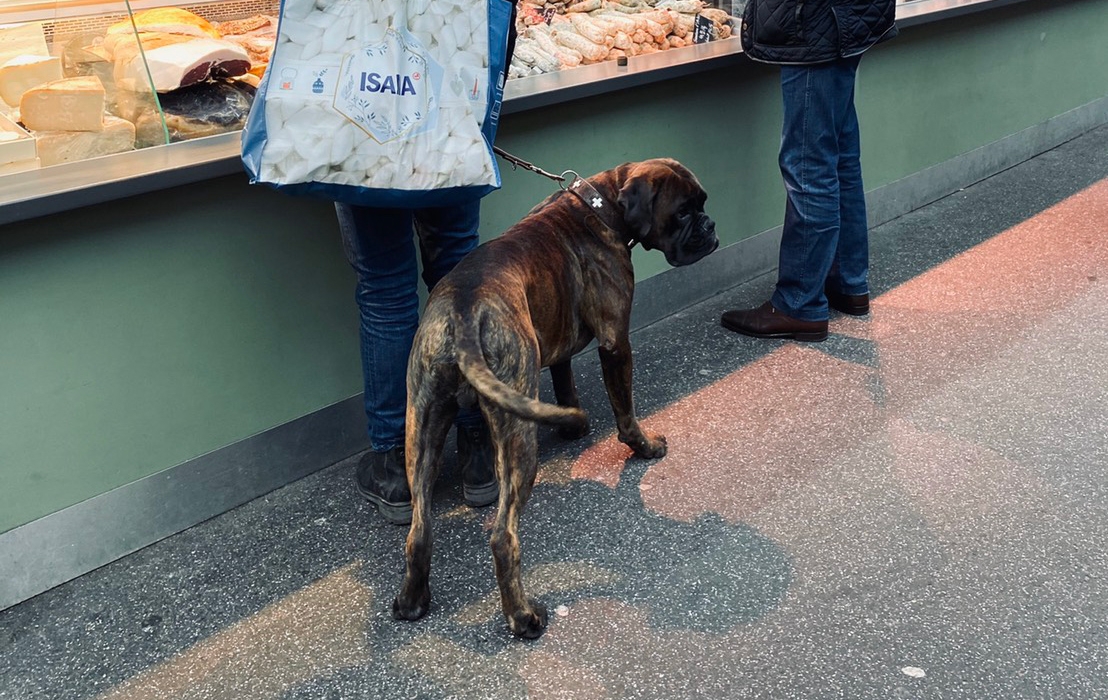 初めての土地で愛犬と迎えるお正月