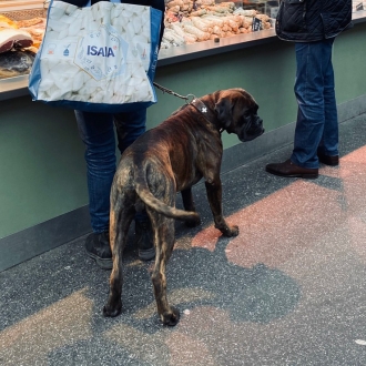 初めての土地で愛犬と迎えるお正月