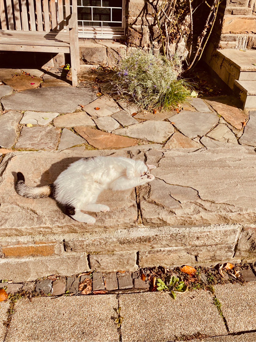 今年もたくさんの幸せを運んでくれた猫