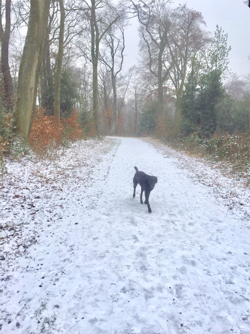 愛犬とともに雪と戯れる朝