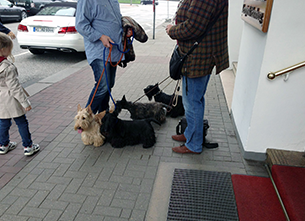 道端で会話をしている人たちとたくさんの犬