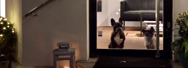 ごちそうでうががう 愛犬のゴキゲン プレイアーデン公式 ごちそうでうががう 愛犬のゴキゲン プレイアーデン公式