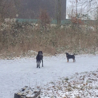 初めて見る雪景色にはしゃぐ愛犬