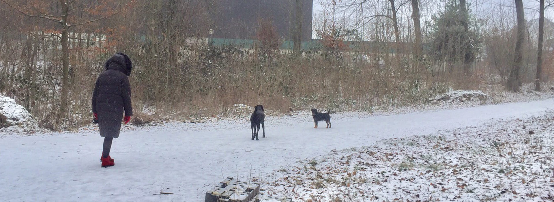 初めて見る雪景色にはしゃぐ愛犬