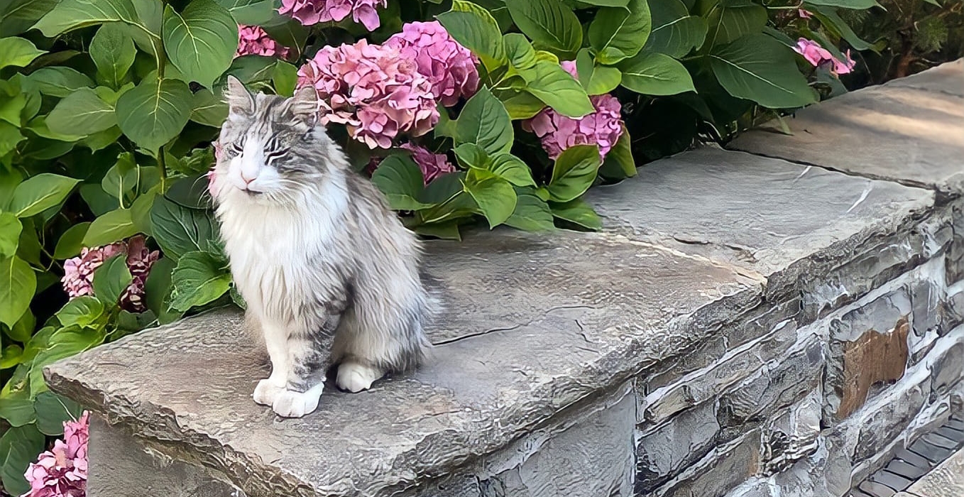 猫と飼い主が繰り広げる攻防戦