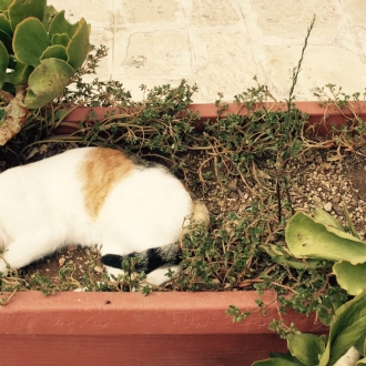 飼い主だけに見せるビビり猫の魅力