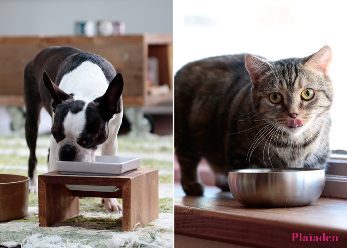 愛犬・愛猫の早食いにお悩みのオーナー様必見！おすすめの与え方をご紹介