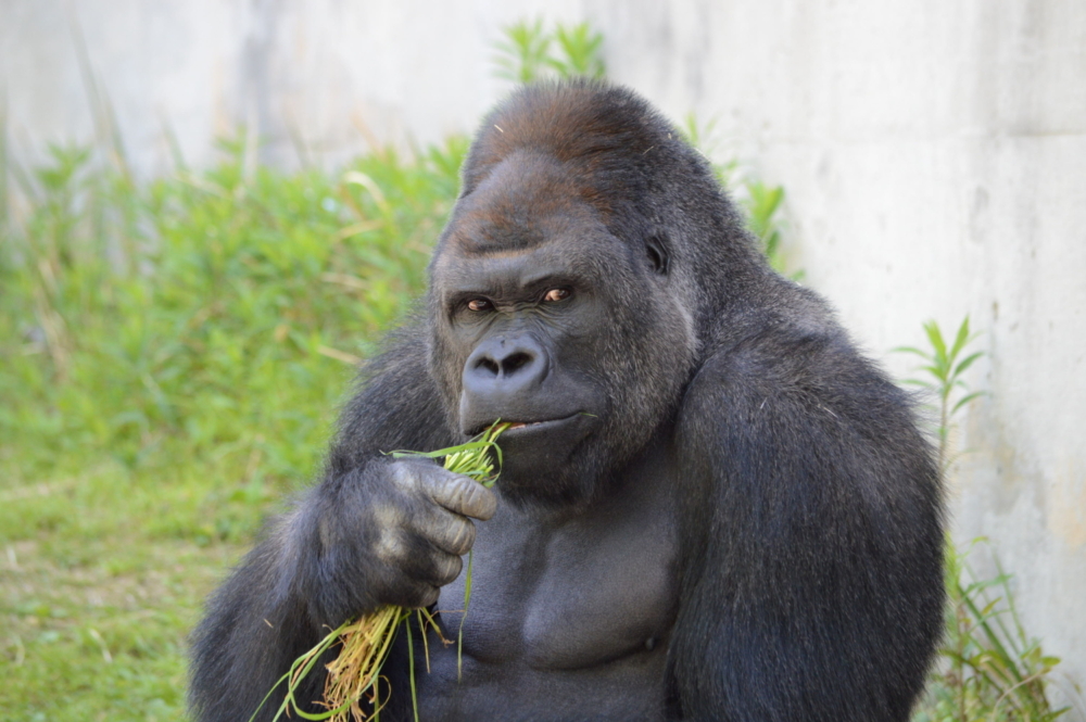 プレイアーデンは、東山動植物園の再生プランを応援しています。