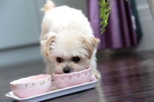ピンク色の器からごはんを食べている小型犬