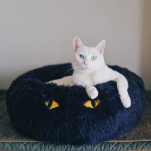 ベッドに入りながらこちらを見つめているオモムロニ。さんの白色の愛猫