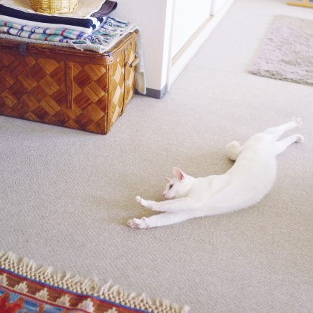 伸びをするオモムロニ。さんの白色の愛猫