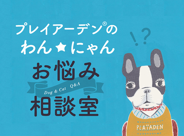 わん☆にゃん お悩み相談室 vol.1【愛犬に穀物を与えてもいいの？】