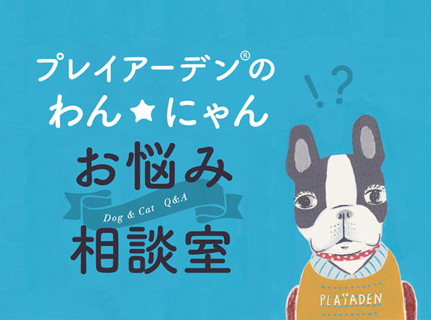 わん☆にゃん お悩み相談室 vol.3【愛犬の便秘は食事で改善できる？】