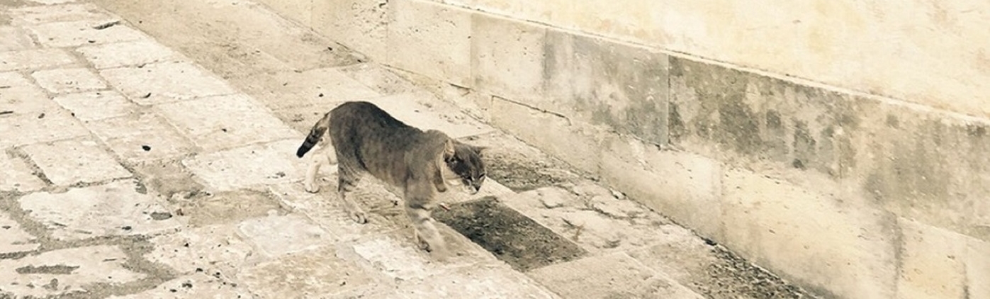 憧れの猫との暮らし