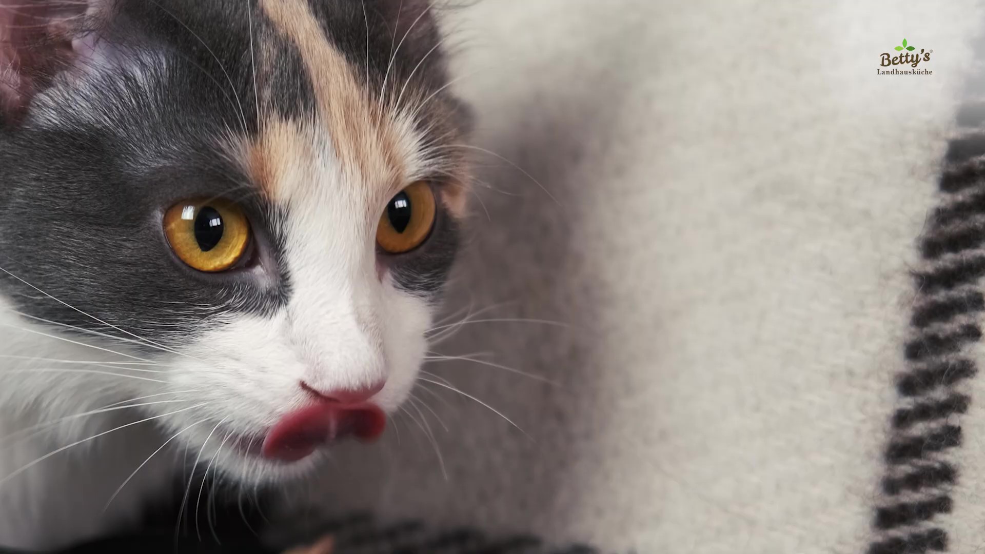 ベティおばあちゃんのキャットフードを食べる犬