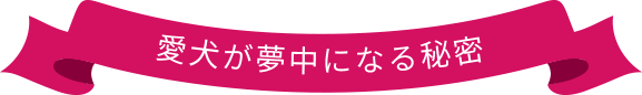 愛犬が夢中になる秘密